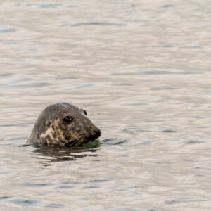 Seal Picture Swanage Bay