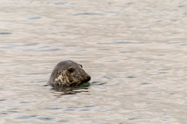 Seal Picture Swanage Bay
